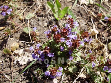 budra,_plyuschevidnaya,_polzuc