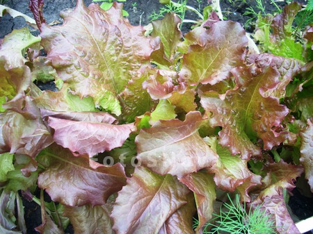 listya,_salat,_vitamin,_rasten
