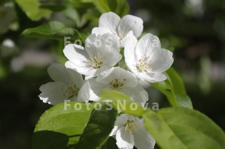 Malus,_yablonya,_dekorativnaya