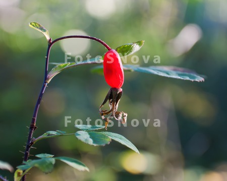 priroda,_rasteniya,_kustarnik,