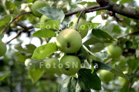 yabloko,_yabloki,_yablonya,_de