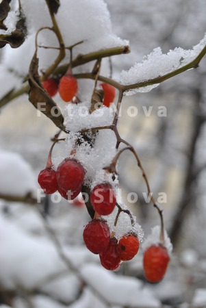 flora_kust_vetka_yagodyi_sneg