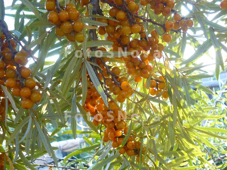 yagodyi,_kustarnik,_oranjevyie