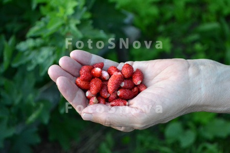 strawberry_in_a_hand,_strawber