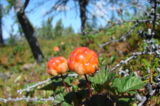 cloudberries,_marsh_amber,_Far