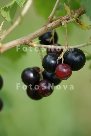 Smorodina,_krasnaya,_yagoda,_s