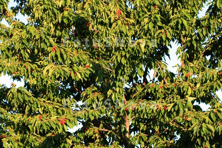 Chereshnya,_yagoda,_derevo,_le