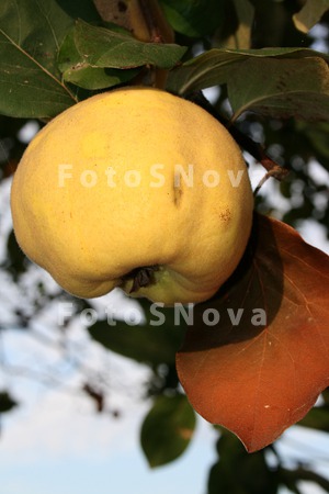 Osenniy_den,_kustyi_ayvyi,_lis