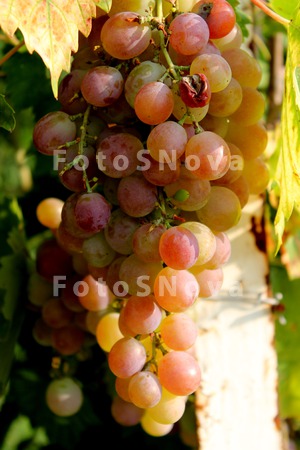 Vinograd,_grozdi,_kist,_vino,_
