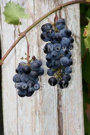 Vinograd,_grozdi,_kist,_vino,_