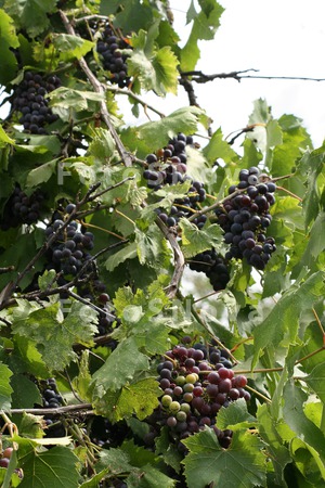 Vinograd,_grozdi,_kist,_vino,_