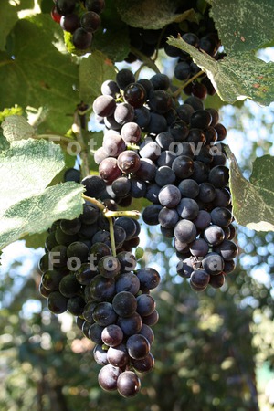Vinograd,_grozdi,_kist,_vino,_