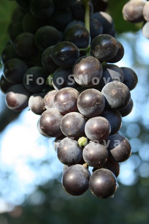 Vinograd,_grozdi,_kist,_vino,_