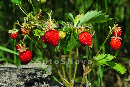a_berry,_wild_strawberries,_th