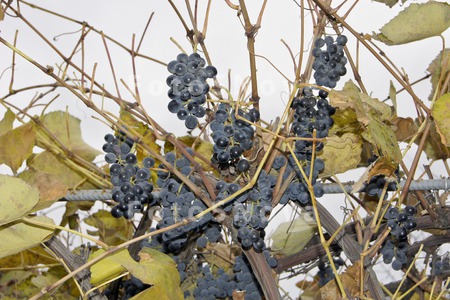 vinograd,_grozdya,_izgorod,_sa
