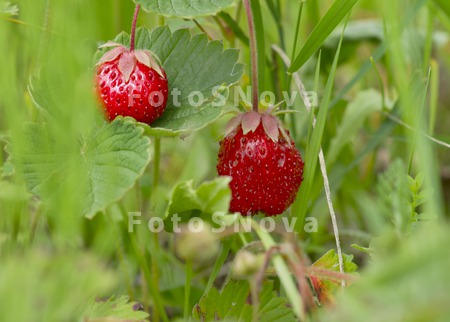 klubnika,_krasnyiy,_zdorovyiy,