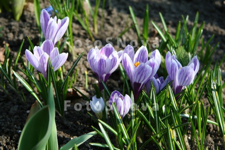 krokus,_krokusyi,_pervotsvetyi