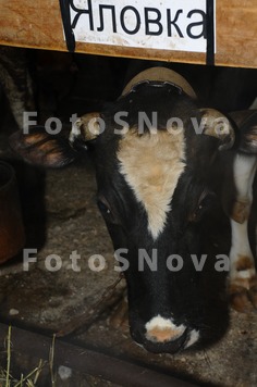 корова_бык_крупн