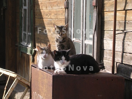 kotyi,_koshki,_koshka,_kot,_de