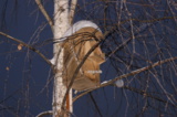 skvorechnik,_kormushka,_domik,