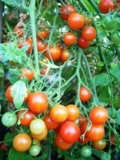 томат,_помидор,_к