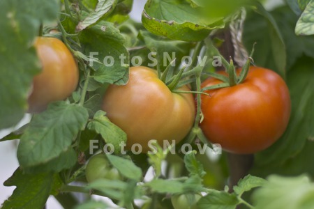 помидоры_томаты_