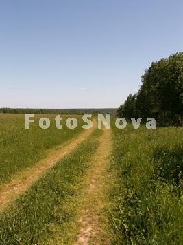 дорога,_лето,_лес