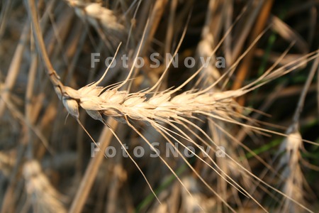 kolos,_nalityiy_kolos,_kolosya