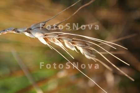 kolos,_kolosok,_sozrevshiy_kol