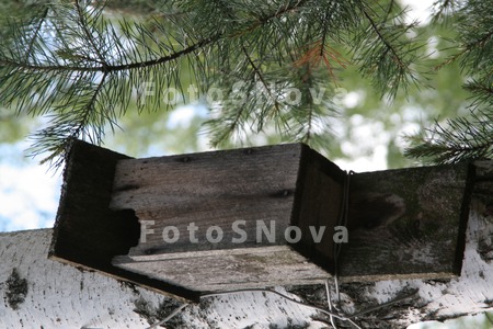 skvorechnik,_dom,_dom_dlya_pti