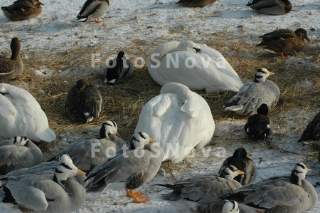 Moskovskiy_zoopark,_zima,_ptit