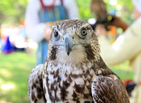 accipiter_animal_avian_beak_bi