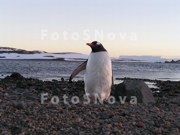 birds,_antarctica,_animal,_wi