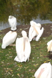 пеликан,_белый,_в