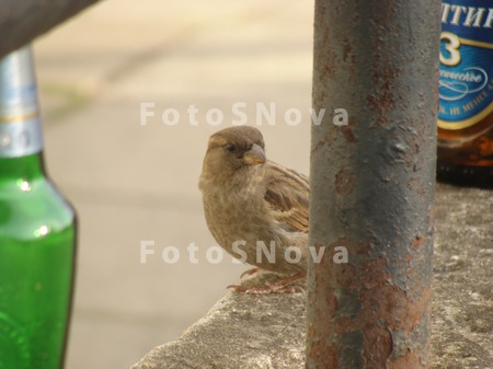 vorobey_ptitsa_bird_bottle