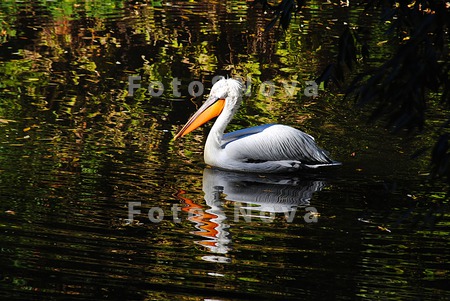 a_pelican,_the_floating_pelic