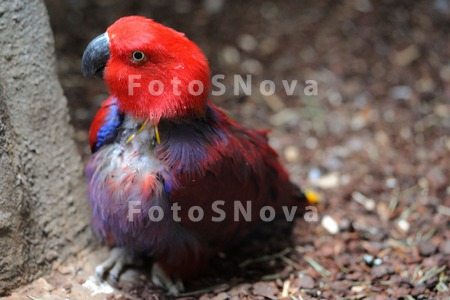 Ischu_NYu_model_dlya_tvorchesk