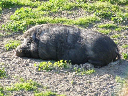 Zoopark