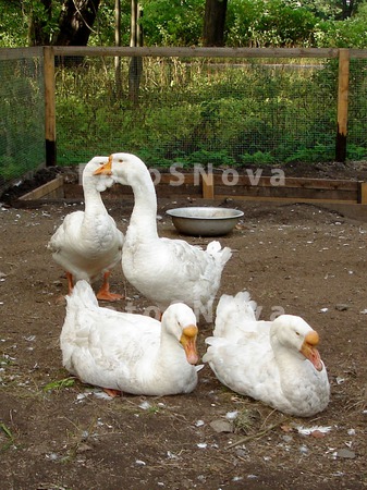 domashnyaya_ptitsa_gus_chetyir