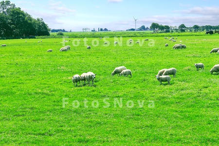 farm_home_grass_animal_nature_