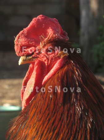 petuh,_derevnya,_ferma,_krasny