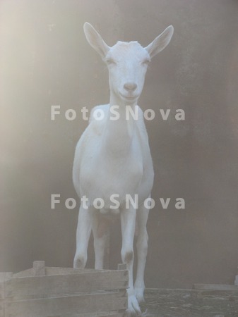 koza_,_DEREVNYa,_utro_na_ferme
