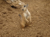Afrika_YuAR_surikat