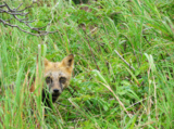 animal_and_flora,_fox,_curious