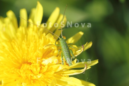 grasshopper,_grasshoppers,_ins