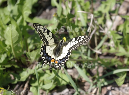papilio_machaon,_otryad_cheshu