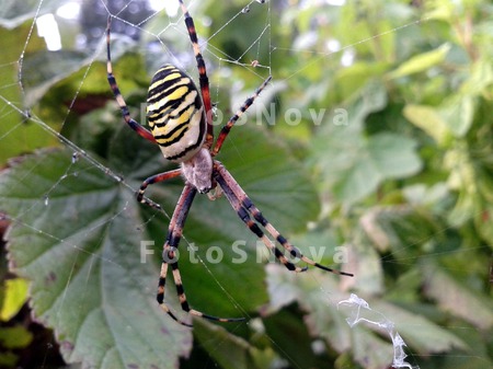 Spider