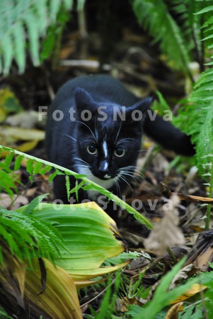 fauna_koshachi_kot_chernyiy