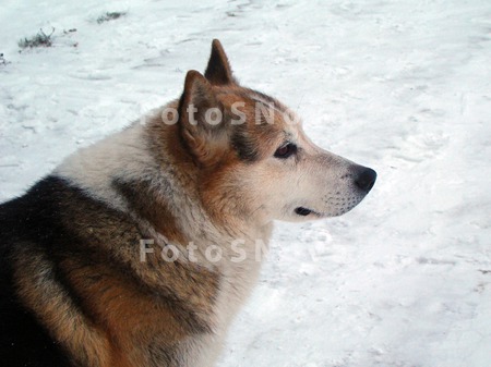sobaka_domashnyaya_layka_smotr