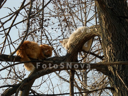 koshki_koshka_martovskiy_kot_d